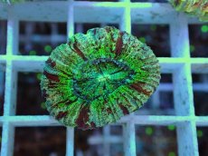 画像1: No.18 オオバナサンゴ マルチカラー (1)