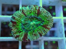 画像2: No.18 オオバナサンゴ マルチカラー (2)