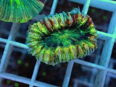 画像1: No.19 オオバナサンゴ マルチカラー (1)