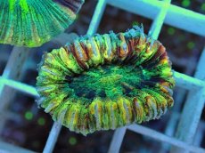 画像2: No.19 オオバナサンゴ マルチカラー (2)