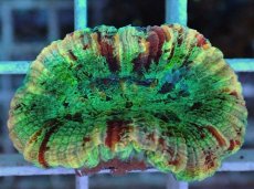 画像1: No.20 オオバナサンゴ マルチカラー (1)