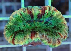 画像2: No.20 オオバナサンゴ マルチカラー (2)