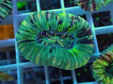 画像1: No.21 オオバナサンゴ マルチカラー (1)