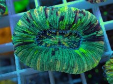 画像2: No.21 オオバナサンゴ マルチカラー (2)