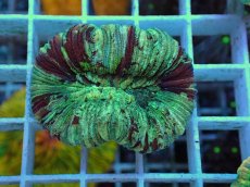 画像1: No.22 オオバナサンゴ マルチカラー (1)