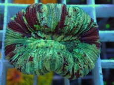 画像2: No.22 オオバナサンゴ マルチカラー (2)