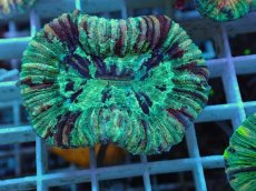 画像1: No.23 オオバナサンゴ マルチカラー (1)