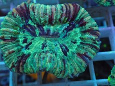 画像2: No.23 オオバナサンゴ マルチカラー (2)