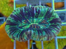 画像1: No.24 オオバナサンゴ マルチカラー (1)