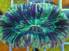 画像2: No.24 オオバナサンゴ マルチカラー (2)