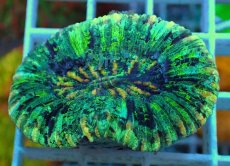 画像1: No.25 オオバナサンゴ マルチカラー (1)