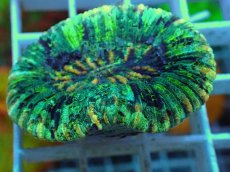 画像2: No.25 オオバナサンゴ マルチカラー (2)