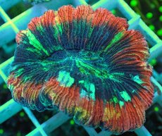 画像1: No.26 オオバナサンゴ マルチカラー (1)