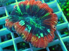 画像2: No.26 オオバナサンゴ マルチカラー (2)