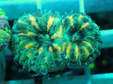 画像1: No.27 オオバナサンゴ マルチカラー (1)