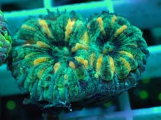 画像2: No.27 オオバナサンゴ マルチカラー (2)