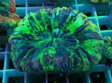 画像1: No.28 オオバナサンゴ マルチカラー (1)