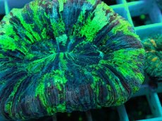 画像2: No.28 オオバナサンゴ マルチカラー (2)