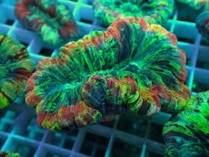 画像1: No.29 オオバナサンゴ マルチカラー (1)