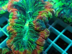 画像2: No.29 オオバナサンゴ マルチカラー (2)