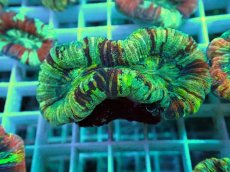 画像1: No.30 オオバナサンゴ マルチカラー (1)