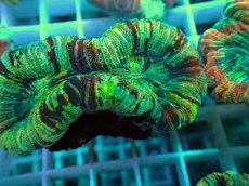 画像2: No.30 オオバナサンゴ マルチカラー (2)