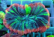 画像1: No.31 オオバナサンゴ マルチカラー (1)