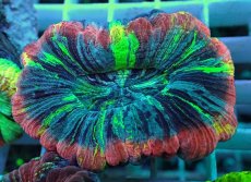 画像2: No.31 オオバナサンゴ マルチカラー (2)