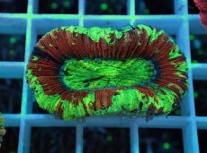 画像1: No.32 オオバナサンゴ マルチカラー (1)