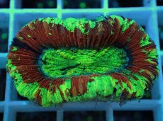 画像2: No.32 オオバナサンゴ マルチカラー (2)