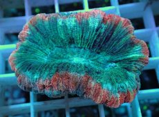 画像1: No.33 オオバナサンゴ マルチカラー (1)
