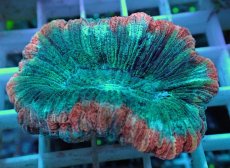 画像2: No.33 オオバナサンゴ マルチカラー (2)