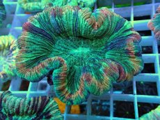 画像1: No.34 オオバナサンゴ マルチカラー (1)