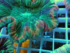 画像2: No.34 オオバナサンゴ マルチカラー (2)