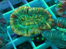 画像1: No.35 オオバナサンゴ マルチカラー (1)