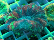 画像1: No.36 オオバナサンゴ マルチカラー (1)