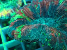 画像2: No.36 オオバナサンゴ マルチカラー (2)