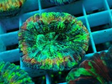 画像1: No.37 オオバナサンゴ マルチカラー (1)