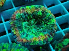 画像2: No.37 オオバナサンゴ マルチカラー (2)