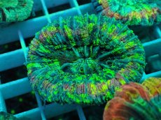 画像1: No.38 オオバナサンゴ マルチカラー (1)