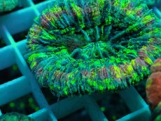 画像2: No.38 オオバナサンゴ マルチカラー (2)