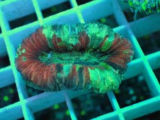 画像1: No.39 オオバナサンゴ マルチカラー (1)