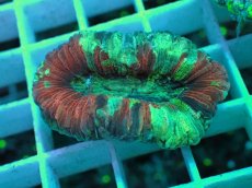 画像2: No.39 オオバナサンゴ マルチカラー (2)