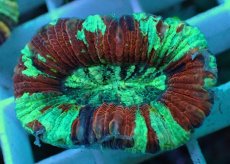 画像1: No.40 オオバナサンゴ マルチカラー (1)