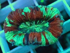 画像2: No.40 オオバナサンゴ マルチカラー (2)