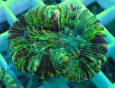 画像1: No.41 オオバナサンゴ マルチカラー (1)