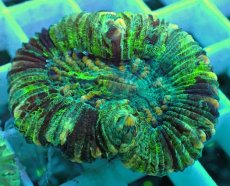 画像2: No.41 オオバナサンゴ マルチカラー (2)