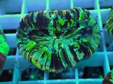 画像1: No.42 オオバナサンゴ マルチカラー (1)