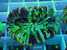 画像2: No.42 オオバナサンゴ マルチカラー (2)