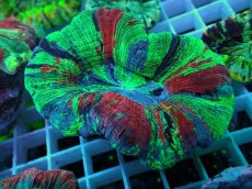 画像1: No.43 オオバナサンゴ スペシャルマルチカラー　　【入荷したのは1個のみ！】 (1)